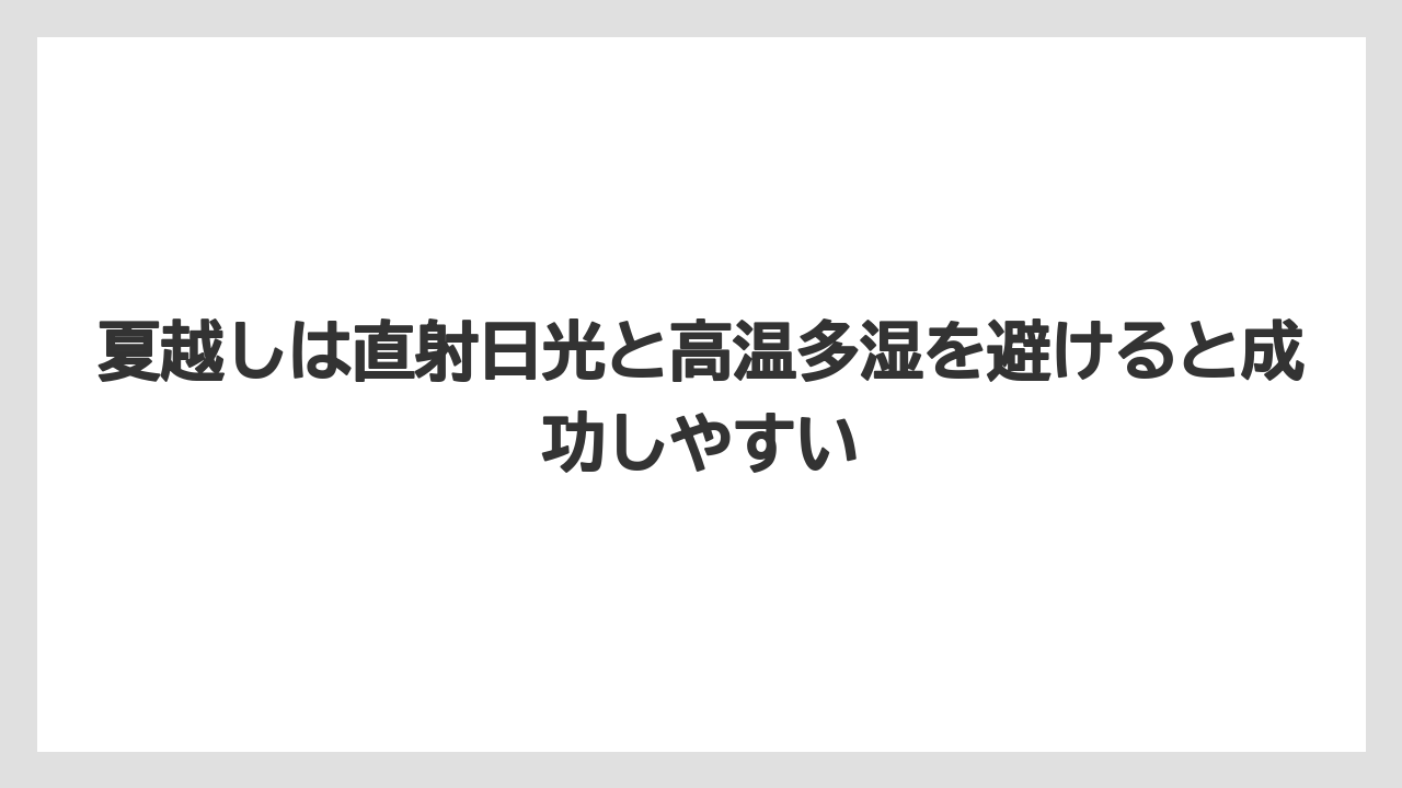 【バラ】【栽培】【肥料】夏越しは直射日光と高温多湿を避けると成功しやすい