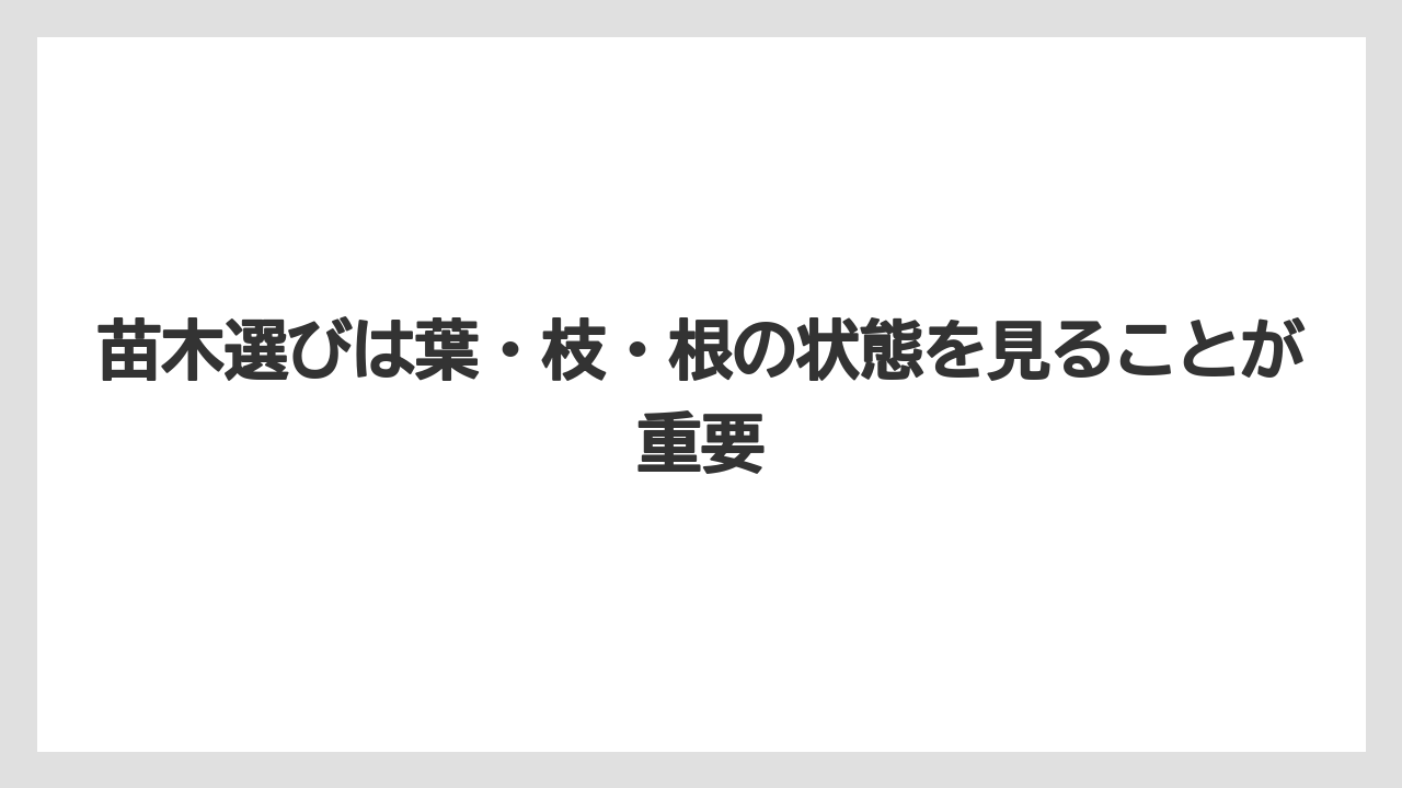 【栽培】【農園】【農業】苗木選びは葉・枝・根の状態を見ることが重要