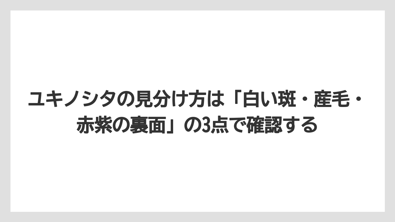 【栽培】【農園】【農業】ユキノシタの見分け方は「白い斑・産毛・赤紫の裏面」の3点で確認する