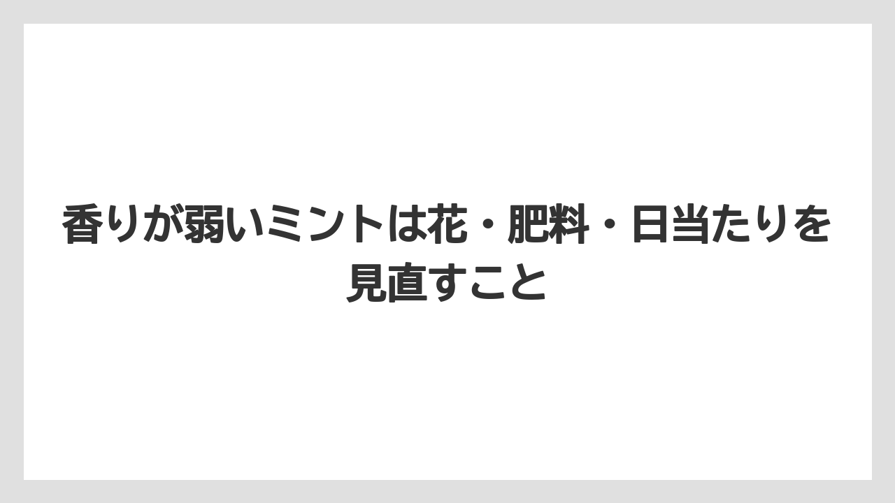 【ミント】【栽培】【農業】香りが弱いミントは花・肥料・日当たりを見直すこと