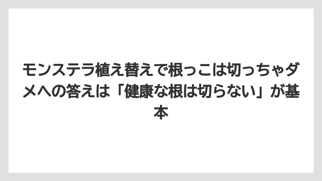【モンステラ】【栽培】【農業】モンステラ植え替えで根っこは切っちゃダメへの答えは「健康な根は切らない」が基本