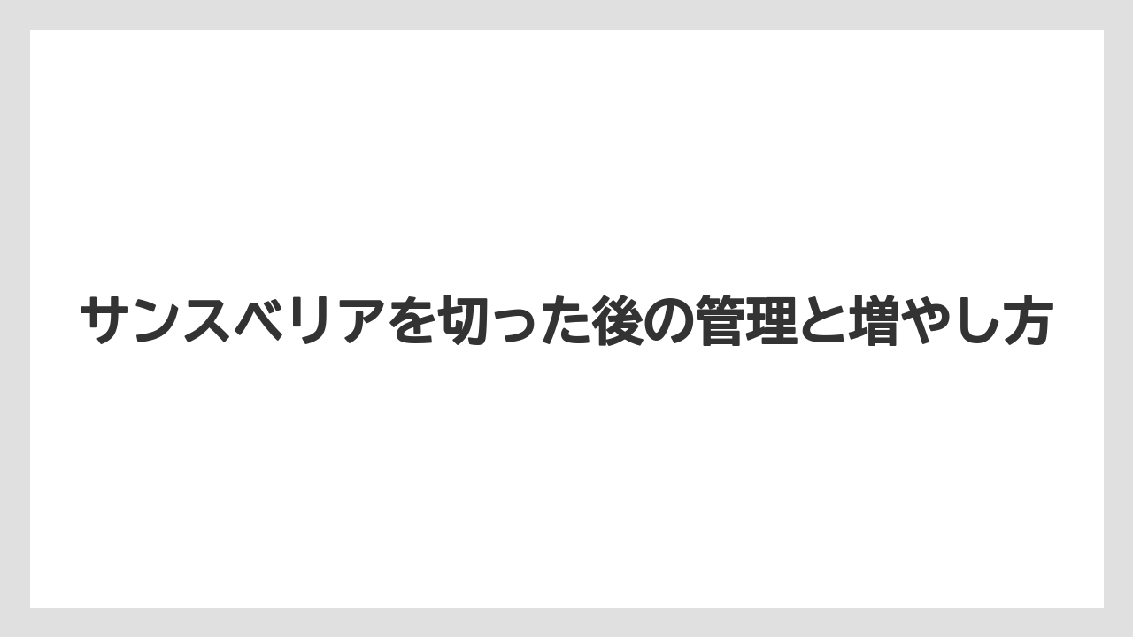【サンスベリア】【栽培】【農業】清潔なハサミで切ることが腐敗予防の第一歩になること