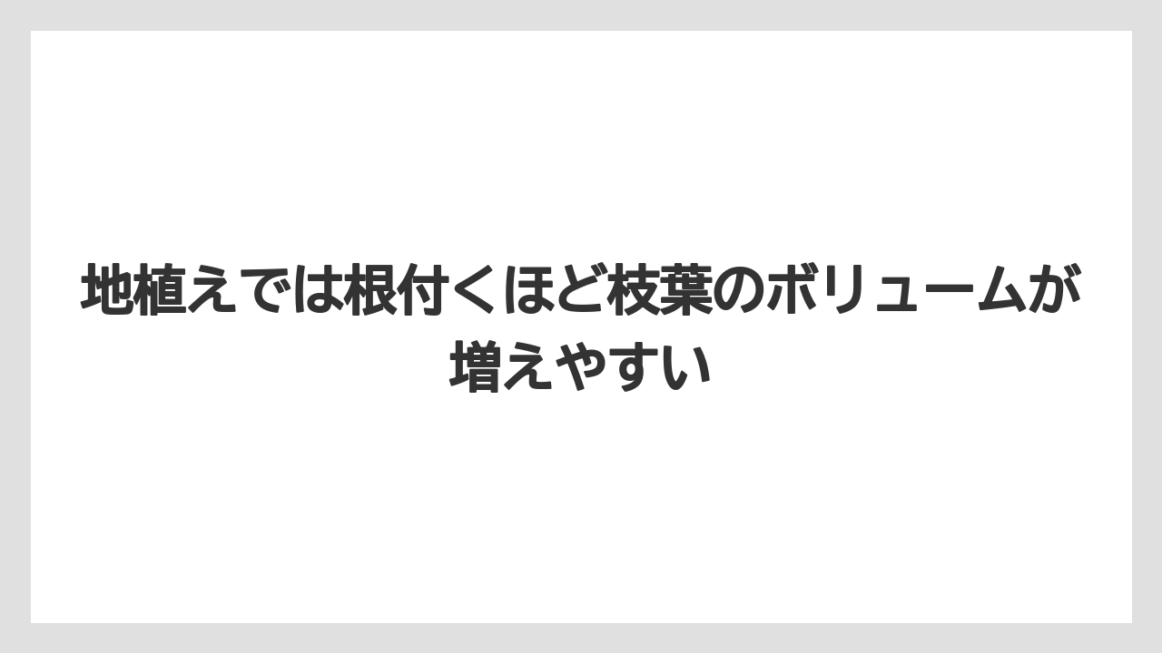 【栽培】【植え】【農業】地植えでは根付くほど枝葉のボリュームが増えやすい