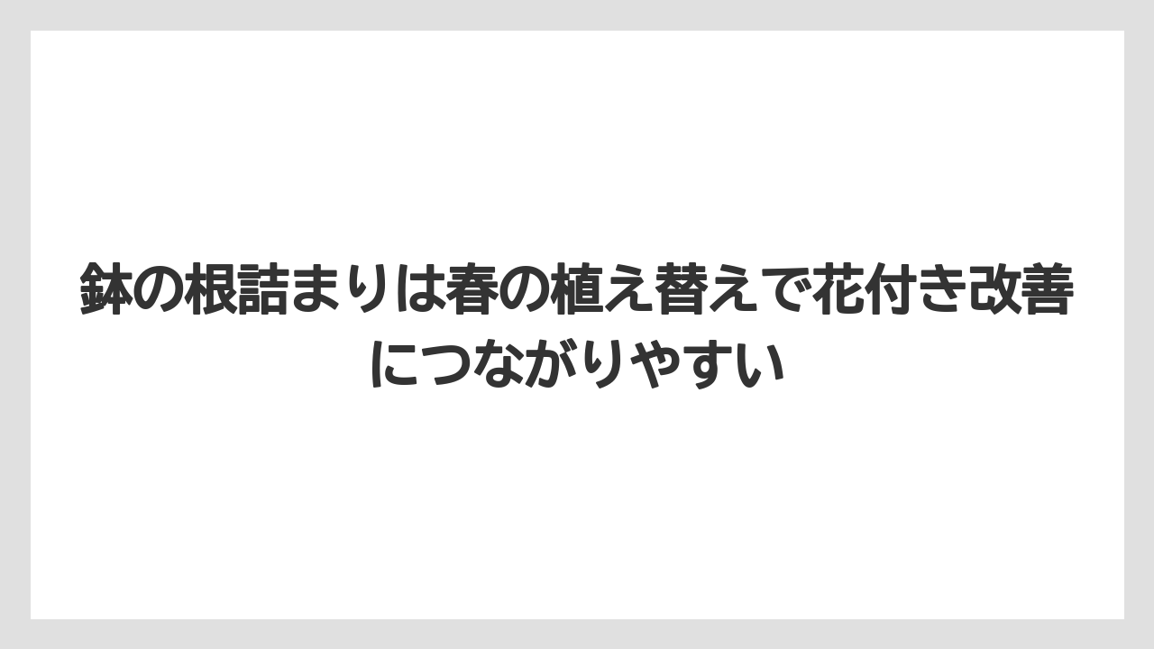 【栽培】【農園】【農業】鉢の根詰まりは春の植え替えで花付き改善につながりやすい