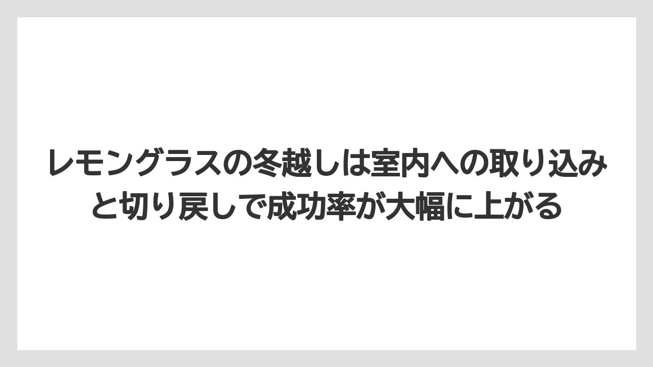【レモン】【栽培】【農業】レモングラスの冬越しは室内への取り込みと切り戻しで成功率が大幅に上がる