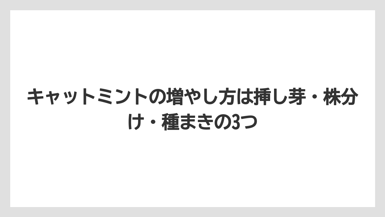 【ミント】【栽培】【猫】キャットミントの増やし方は挿し芽・株分け・種まきの3つ