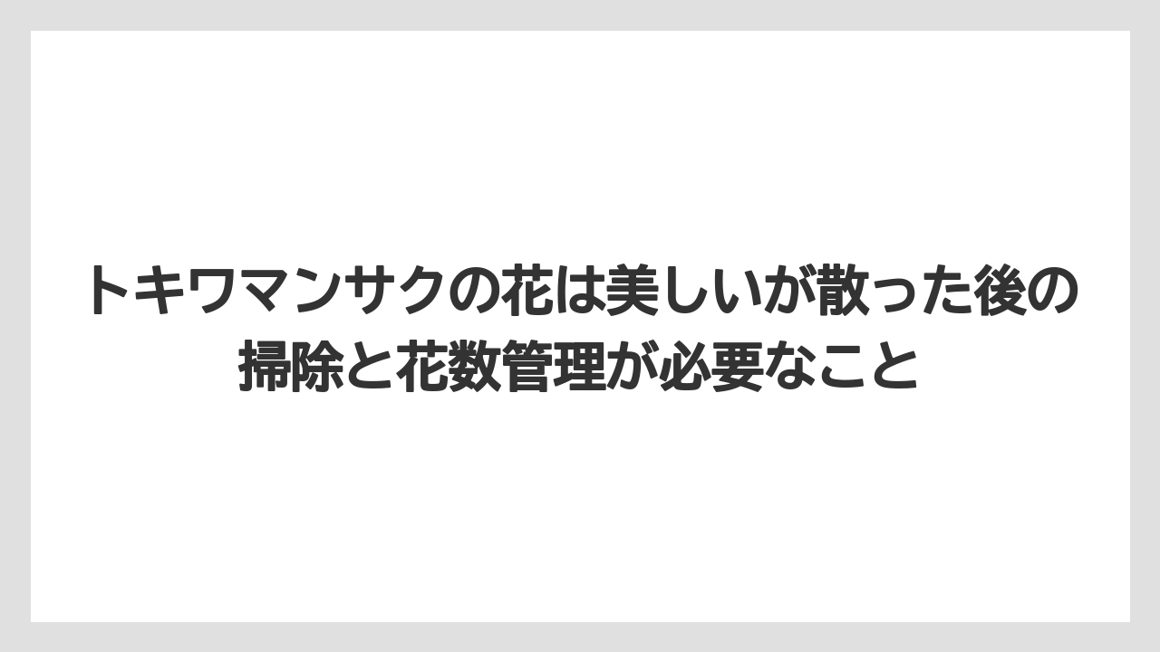 【栽培】【農園】【農業】トキワマンサクの花は美しいが散った後の掃除と花数管理が必要なこと
