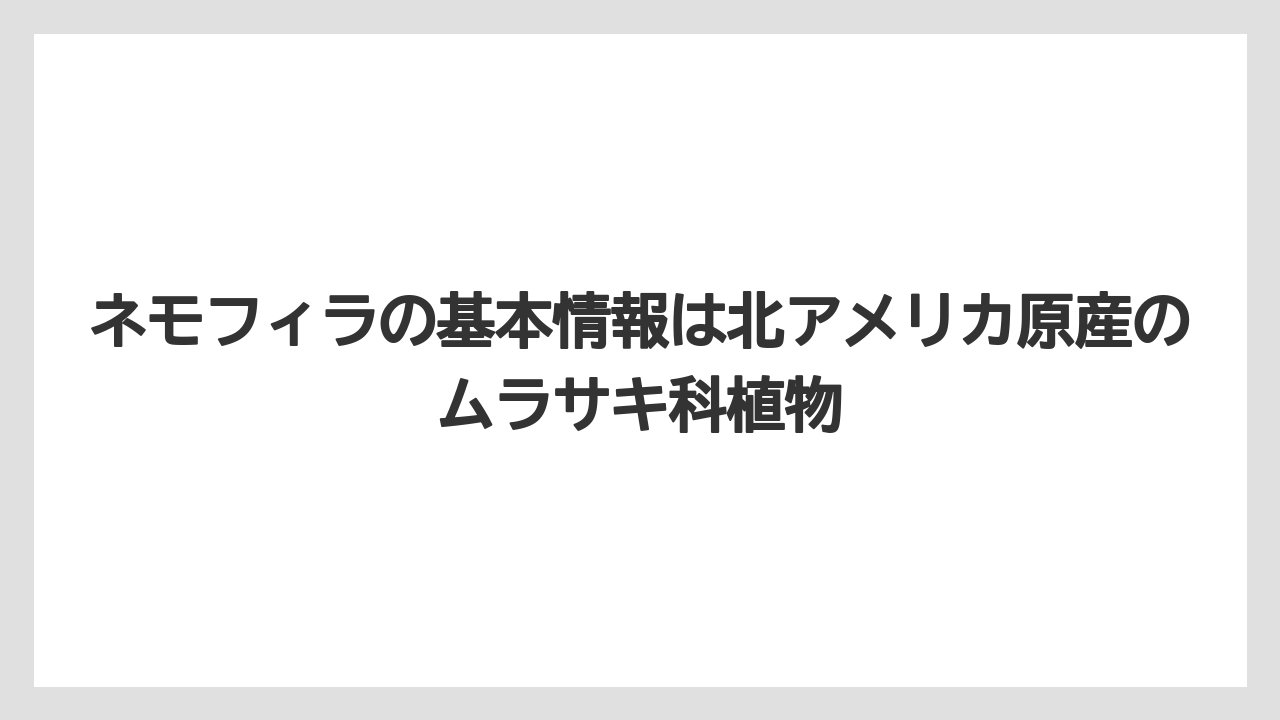【栽培】【育て方】【草】ネモフィラの基本情報は北アメリカ原産のムラサキ科植物