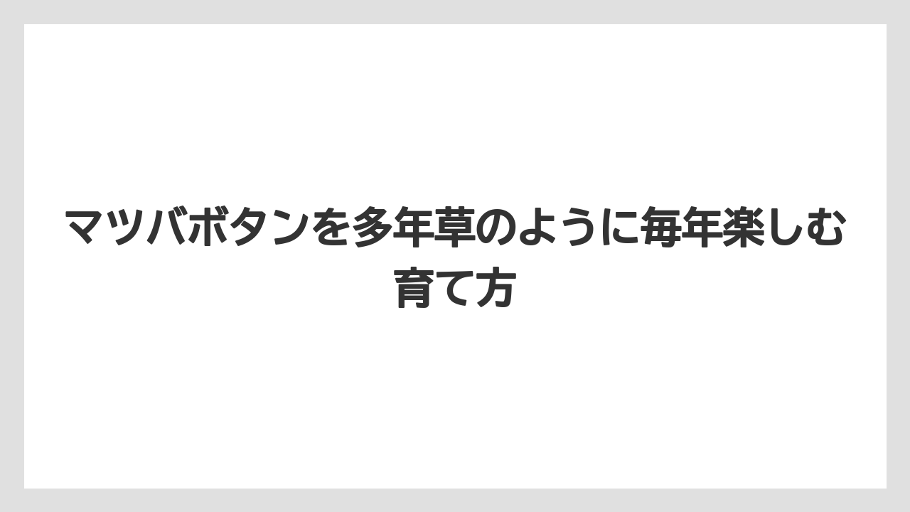 【栽培】【農園】【農業】マツバボタンとポーチュラカやマツバギクは混同しやすい植物です