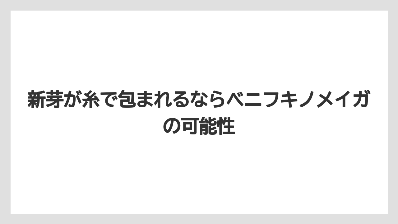 【しそ】【大葉】【栽培】【農業】新芽が糸で包まれるならベニフキノメイガの可能性