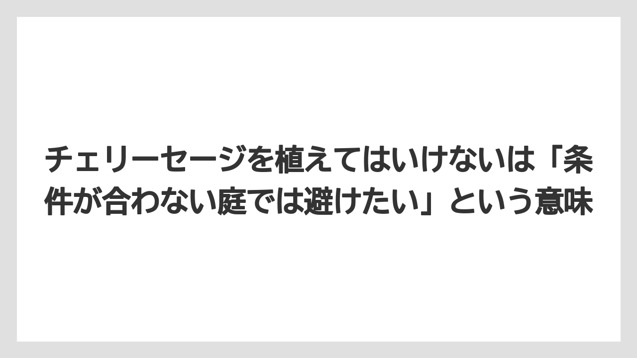 【栽培】【農園】【農業】チェリーセージを植えてはいけないは「条件が合わない庭では避けたい」という意味