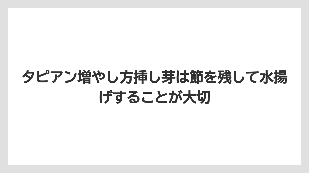 【栽培】【農園】【農業】タピアン増やし方挿し芽は節を残して水揚げすることが大切
