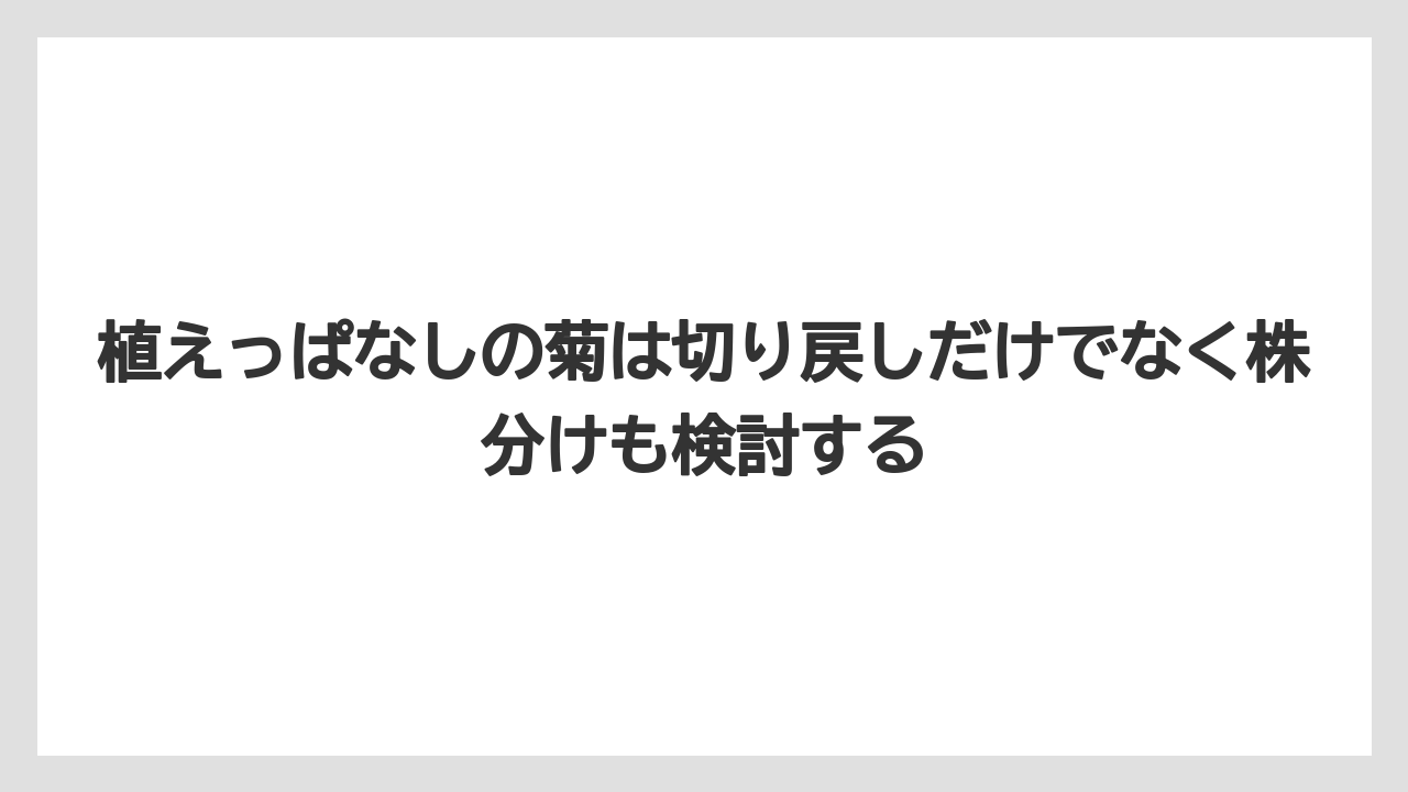 【栽培】【農園】【農業】植えっぱなしの菊は切り戻しだけでなく株分けも検討する