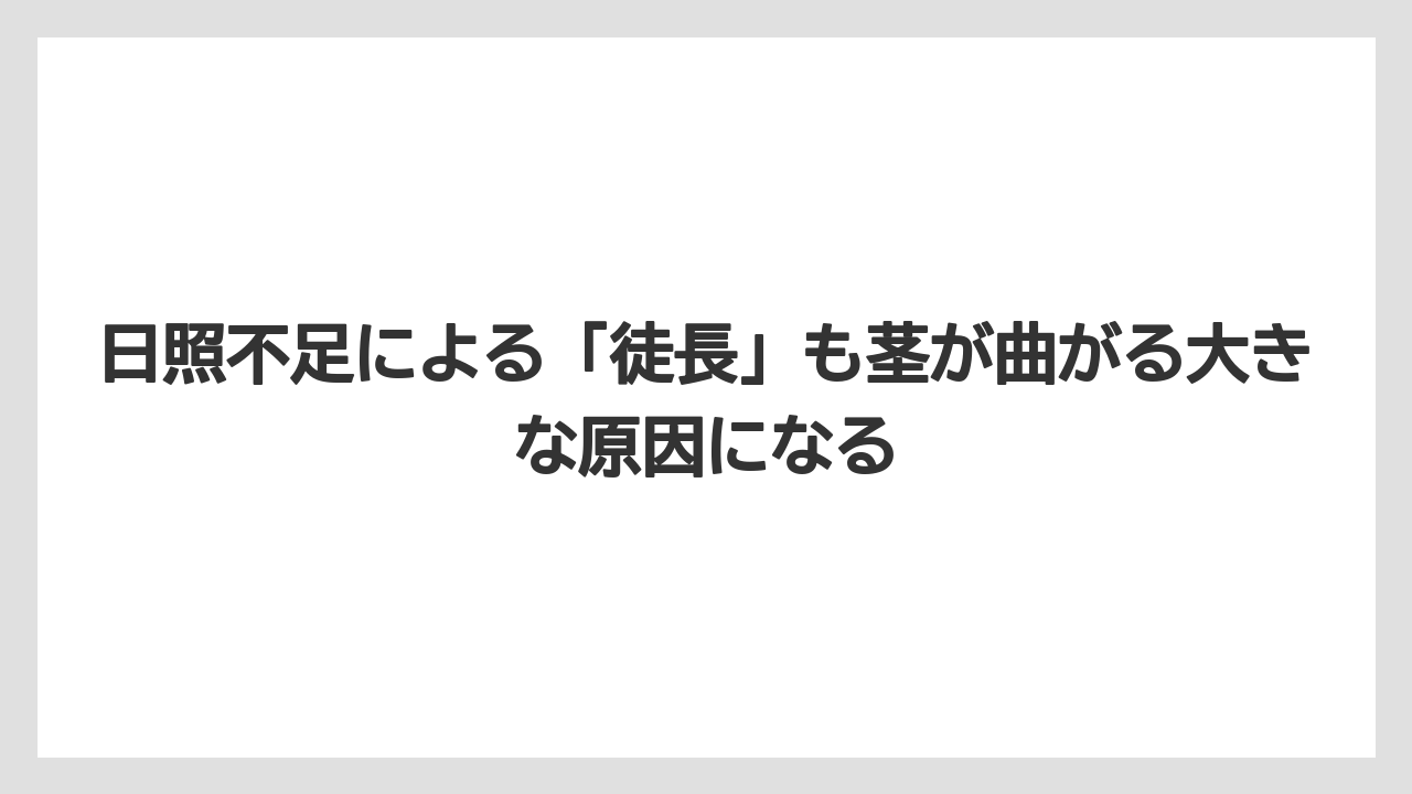 【栽培】【農園】【農業】日照不足による「徒長」も茎が曲がる大きな原因になる