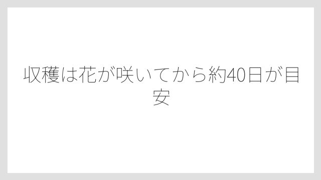 収穫は花が咲いてから約40日が目安