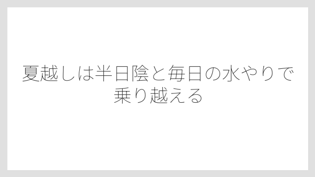 夏越しは半日陰と毎日の水やりで乗り越える