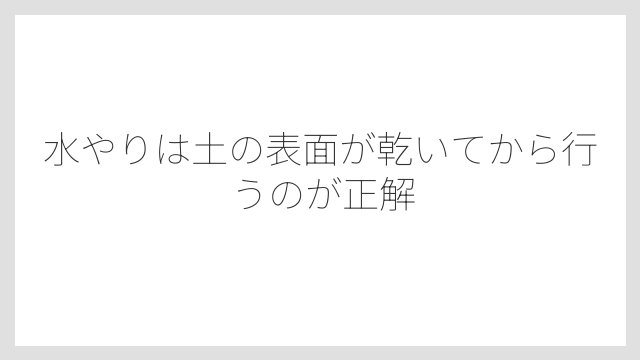 水やりは土の表面が乾いてから行うのが正解