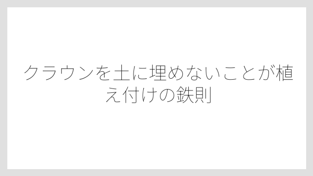 クラウンを土に埋めないことが植え付けの鉄則