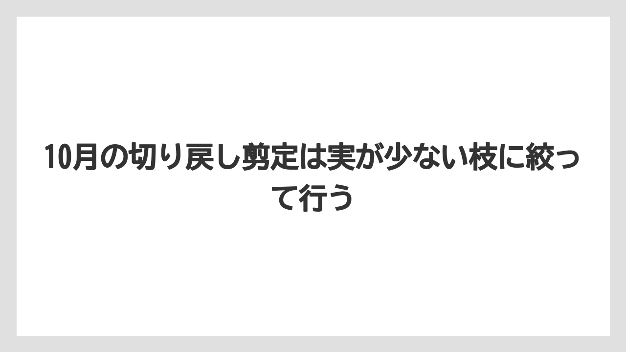 【剪定】【栽培】【農業】10月の切り戻し剪定は実が少ない枝に絞って行う