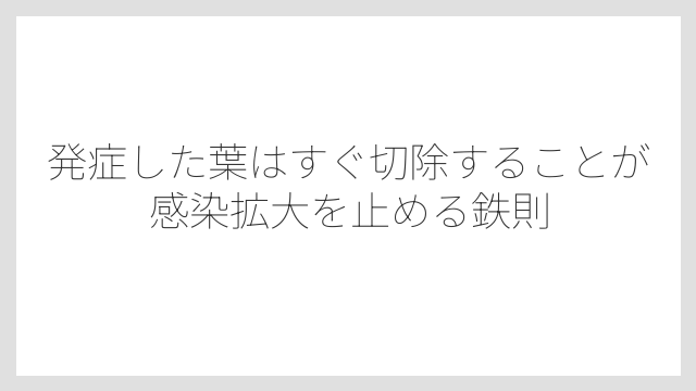発症した葉はすぐ切除することが感染拡大を止める鉄則