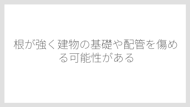根が強く建物の基礎や配管を傷める可能性がある