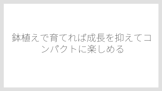 鉢植えで育てれば成長を抑えてコンパクトに楽しめる