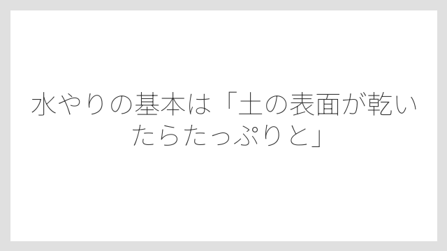水やりの基本は「土の表面が乾いたらたっぷりと」