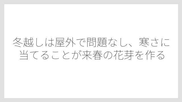 冬越しは屋外で問題なし、寒さに当てることが来春の花芽を作る
