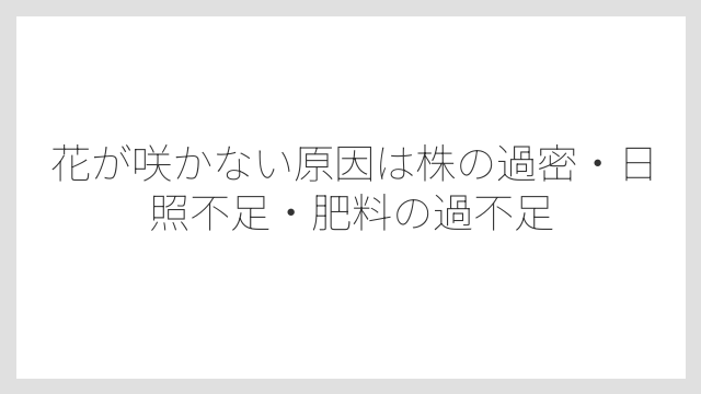 花が咲かない原因は株の過密・日照不足・肥料の過不足
