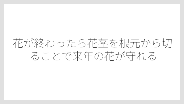 花が終わったら花茎を根元から切ることで来年の花が守れる
