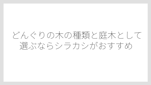 どんぐりの木の種類と庭木として選ぶならシラカシがおすすめ