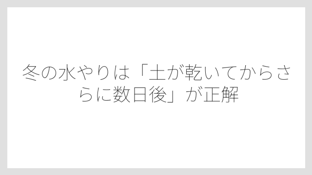 冬の水やりは「土が乾いてからさらに数日後」が正解