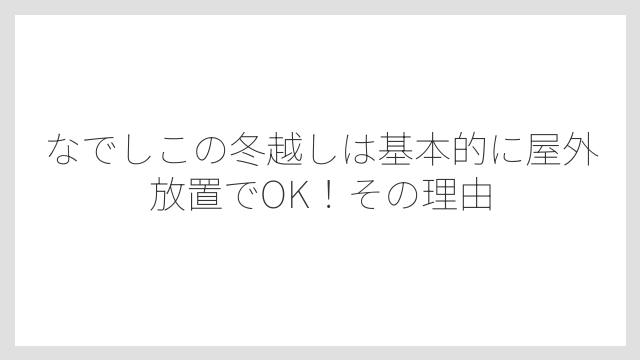 なでしこの冬越しは基本的に屋外放置でOK！その理由