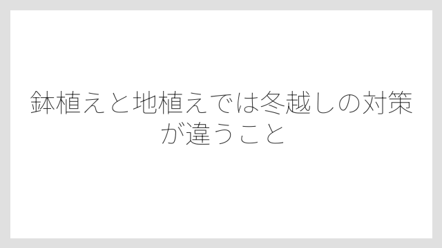 鉢植えと地植えでは冬越しの対策が違うこと