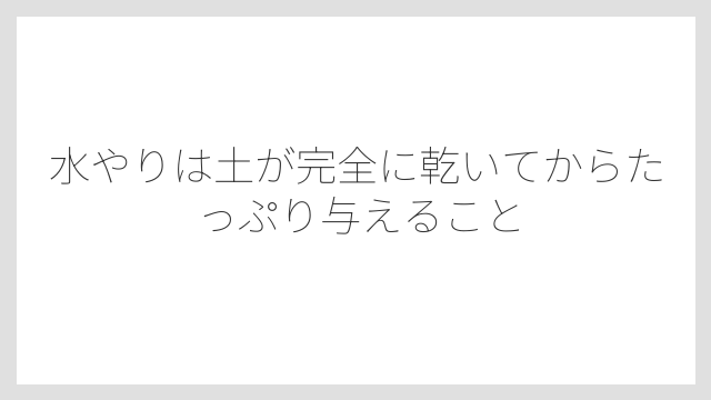水やりは土が完全に乾いてからたっぷり与えること