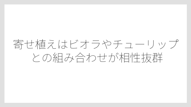 寄せ植えはビオラやチューリップとの組み合わせが相性抜群