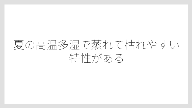 夏の高温多湿で蒸れて枯れやすい特性がある