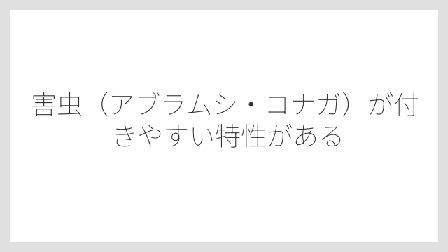 害虫（アブラムシ・コナガ）が付きやすい特性がある