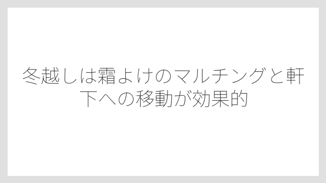 冬越しは霜よけのマルチングと軒下への移動が効果的
