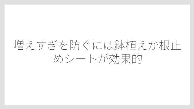 増えすぎを防ぐには鉢植えか根止めシートが効果的
