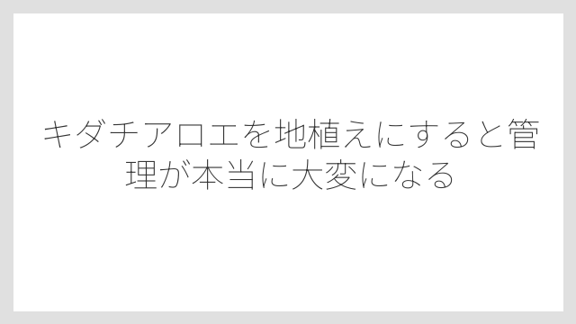 キダチアロエを地植えにすると管理が本当に大変になる