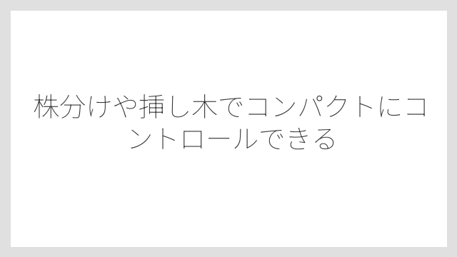 株分けや挿し木でコンパクトにコントロールできる