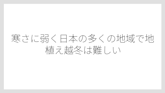 寒さに弱く日本の多くの地域で地植え越冬は難しい