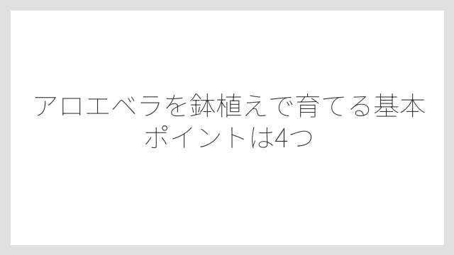 アロエベラを鉢植えで育てる基本ポイントは4つ