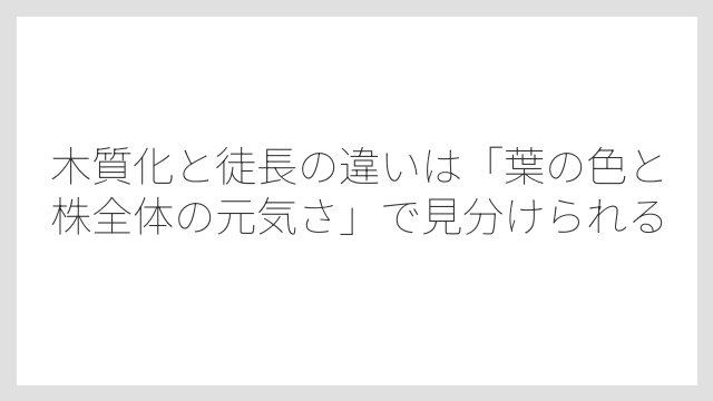 木質化と徒長の違いは「葉の色と株全体の元気さ」で見分けられる