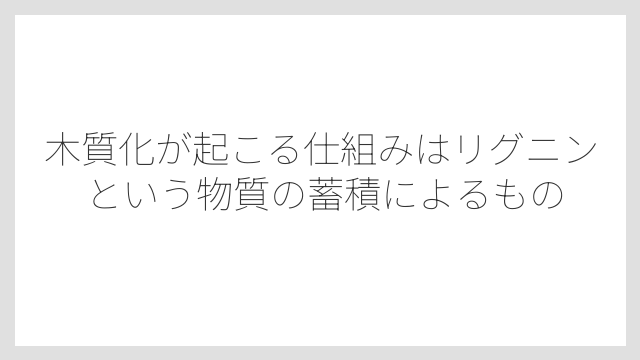 木質化が起こる仕組みはリグニンという物質の蓄積によるもの