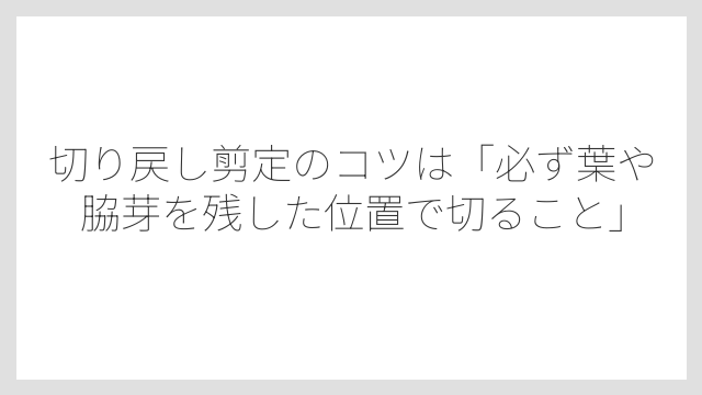 切り戻し剪定のコツは「必ず葉や脇芽を残した位置で切ること」
