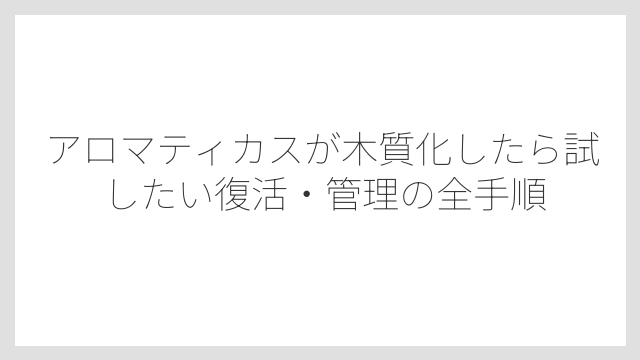 ローズマリーやタイムも同じ！ハーブ類に木質化は珍しくない