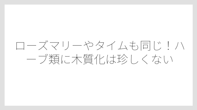 ローズマリーやタイムも同じ！ハーブ類に木質化は珍しくない