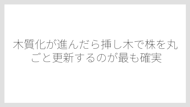 木質化が進んだら挿し木で株を丸ごと更新するのが最も確実